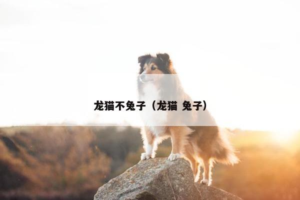龙猫不兔子（龙猫 兔子）