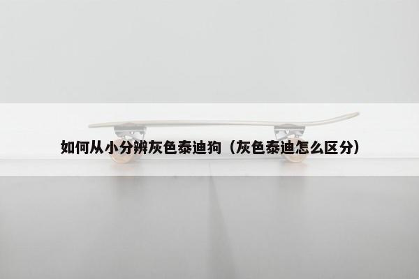 如何从小分辨灰色泰迪狗（灰色泰迪怎么区分）