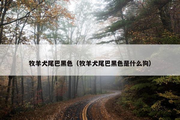 牧羊犬尾巴黑色（牧羊犬尾巴黑色是什么狗）