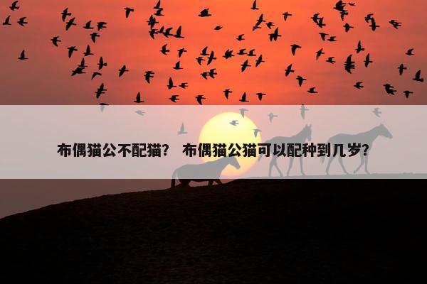 布偶猫公不配猫？ 布偶猫公猫可以配种到几岁？