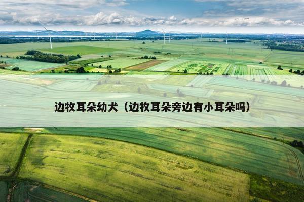 边牧耳朵幼犬（边牧耳朵旁边有小耳朵吗）
