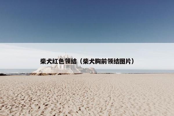 柴犬红色领结（柴犬胸前领结图片）