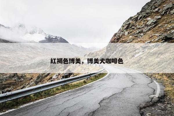红褐色博美，博美犬咖啡色