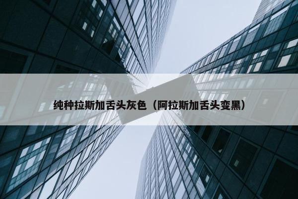 纯种拉斯加舌头灰色（阿拉斯加舌头变黑）