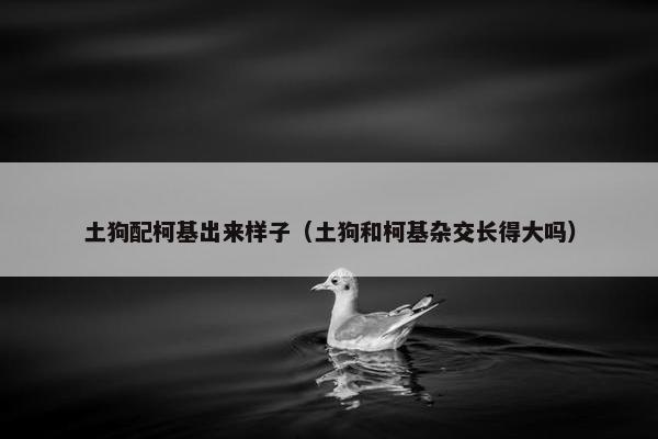 土狗配柯基出来样子（土狗和柯基杂交长得大吗）