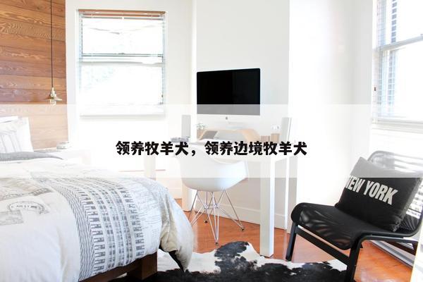 领养牧羊犬，领养边境牧羊犬