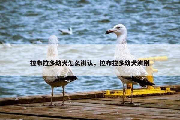 拉布拉多幼犬怎么辨认，拉布拉多幼犬辨别