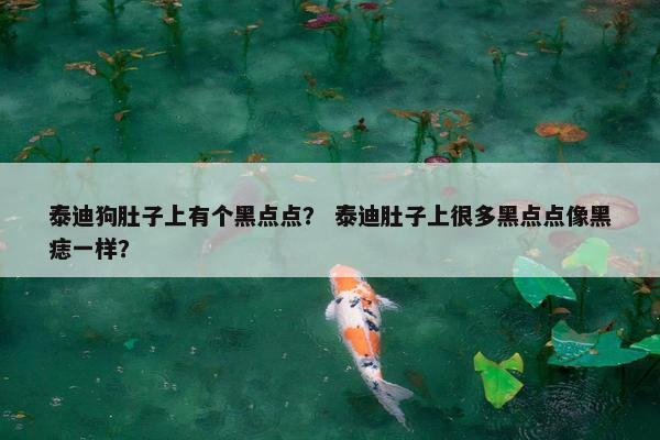 泰迪狗肚子上有个黑点点？ 泰迪肚子上很多黑点点像黑痣一样？