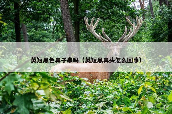 英短黑色鼻子串吗（英短黑鼻头怎么回事）