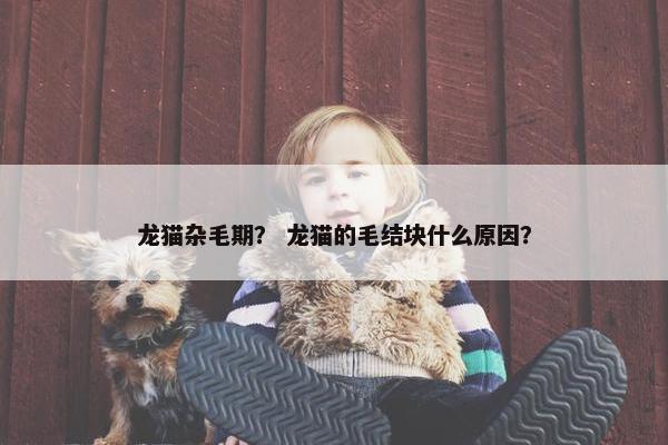 龙猫杂毛期？ 龙猫的毛结块什么原因？