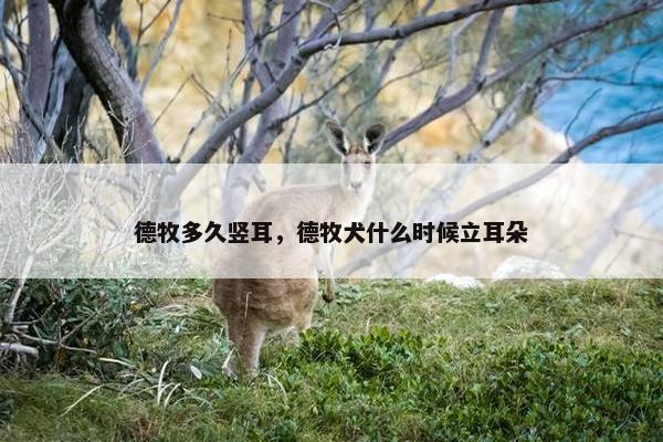 德牧多久竖耳，德牧犬什么时候立耳朵