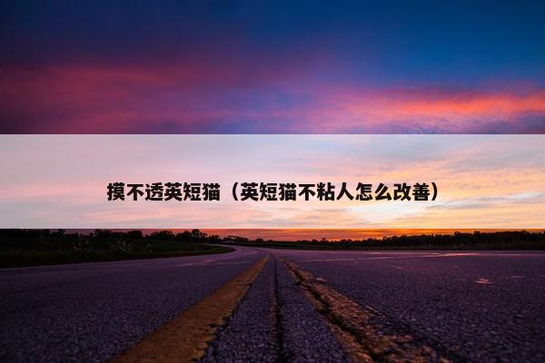 摸不透英短猫（英短猫不粘人怎么改善）