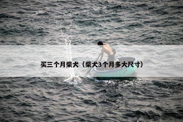 买三个月柴犬（柴犬3个月多大尺寸）