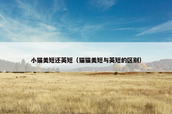 小猫美短还英短（猫猫美短与英短的区别）