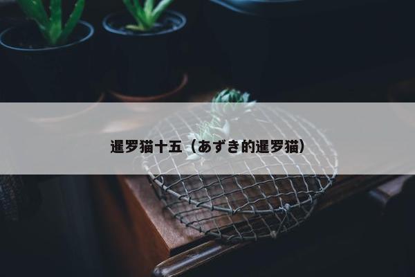 暹罗猫十五（あずき的暹罗猫）