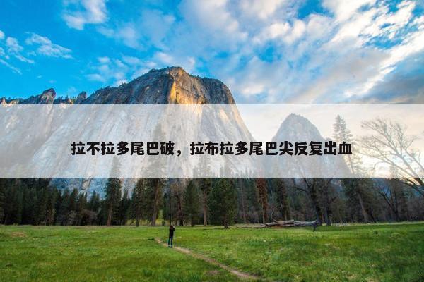 拉不拉多尾巴破，拉布拉多尾巴尖反复出血