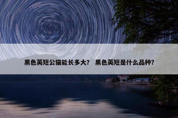 黑色英短公猫能长多大？ 黑色英短是什么品种？