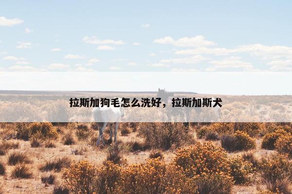 拉斯加狗毛怎么洗好，拉斯加斯犬