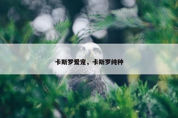 卡斯罗爱宠，卡斯罗纯种