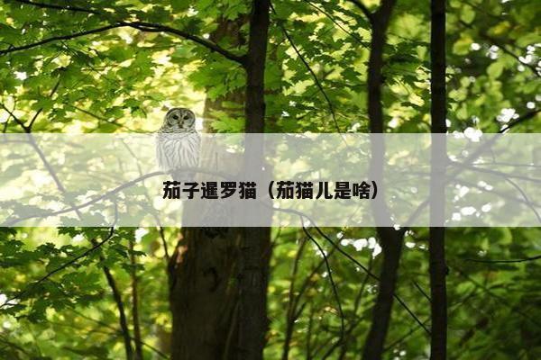 茄子暹罗猫（茄猫儿是啥）