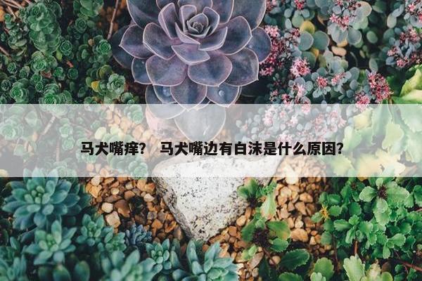 马犬嘴痒？ 马犬嘴边有白沫是什么原因？