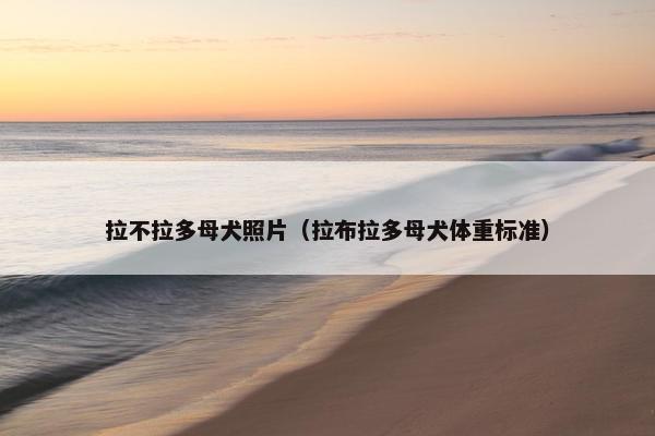 拉不拉多母犬照片（拉布拉多母犬体重标准）