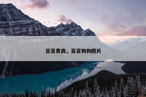 豆豆贵宾，豆豆狗狗照片