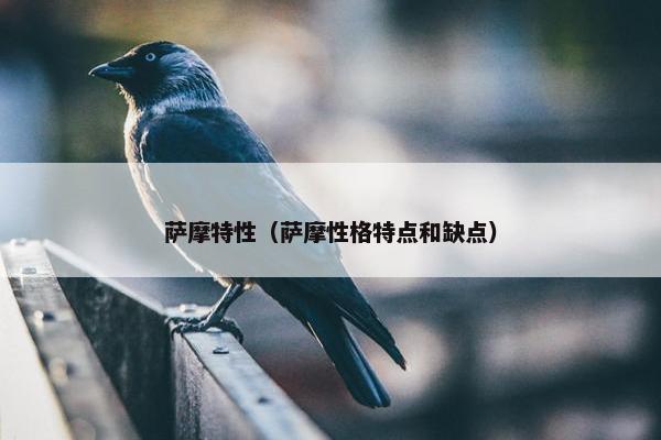 萨摩特性（萨摩性格特点和缺点）