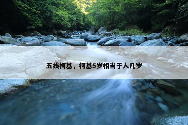 五线柯基，柯基5岁相当于人几岁