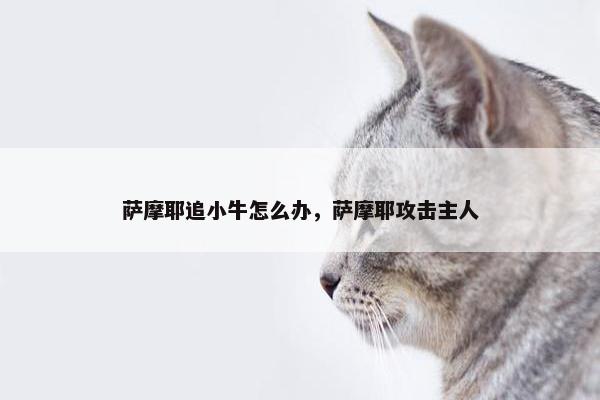 萨摩耶追小牛怎么办，萨摩耶攻击主人