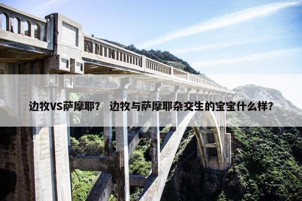 边牧VS萨摩耶？ 边牧与萨摩耶杂交生的宝宝什么样？