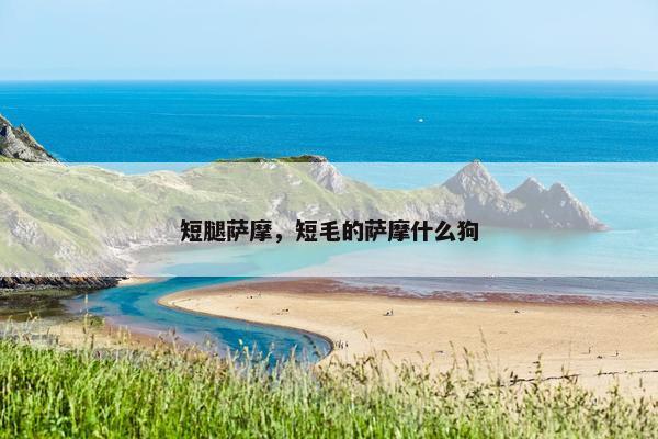 短腿萨摩，短毛的萨摩什么狗