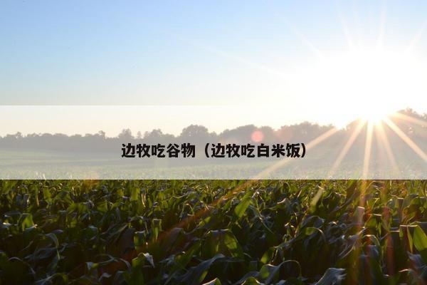 边牧吃谷物（边牧吃白米饭）