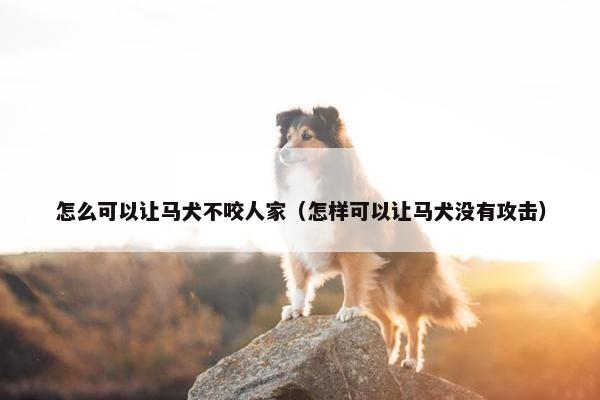 怎么可以让马犬不咬人家（怎样可以让马犬没有攻击）