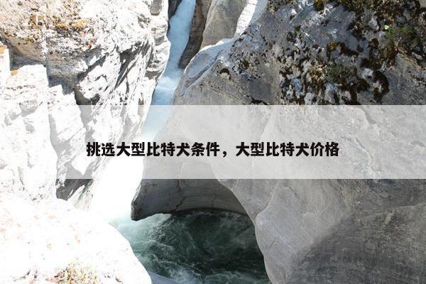 挑选大型比特犬条件，大型比特犬价格