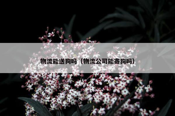 物流能送狗吗（物流公司能寄狗吗）