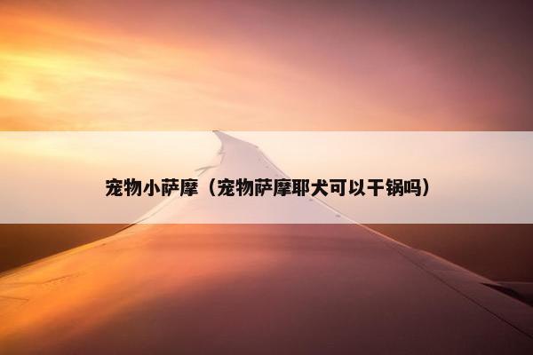 宠物小萨摩（宠物萨摩耶犬可以干锅吗）