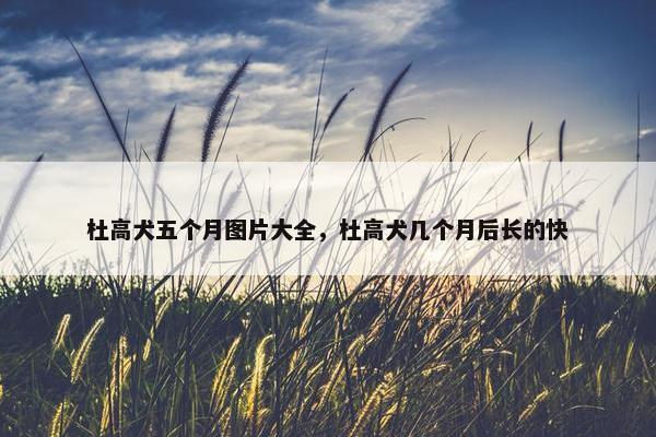 杜高犬五个月图片大全，杜高犬几个月后长的快