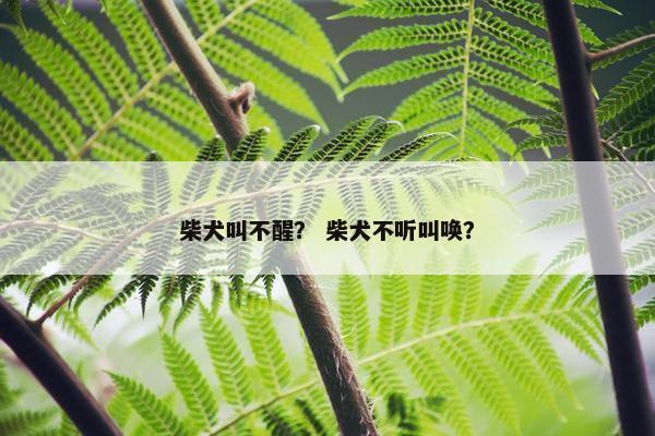 柴犬叫不醒？ 柴犬不听叫唤？