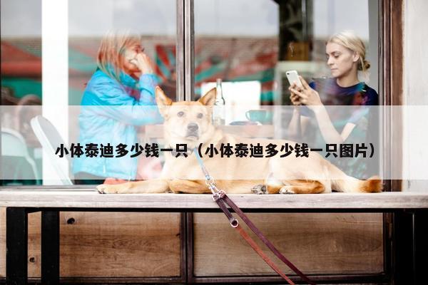 小体泰迪多少钱一只（小体泰迪多少钱一只图片）