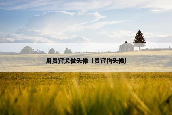 用贵宾犬做头像（贵宾狗头像）