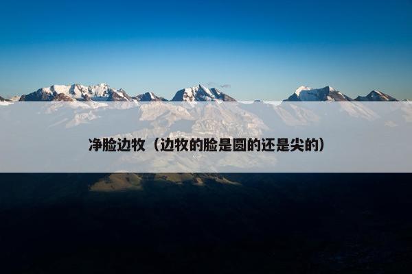 净脸边牧（边牧的脸是圆的还是尖的）