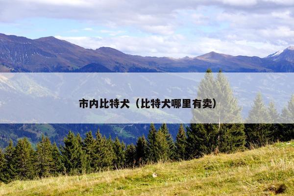 市内比特犬（比特犬哪里有卖）