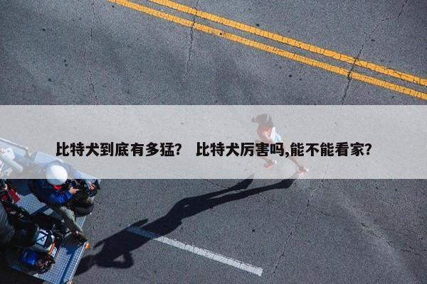 比特犬到底有多猛？ 比特犬厉害吗,能不能看家？