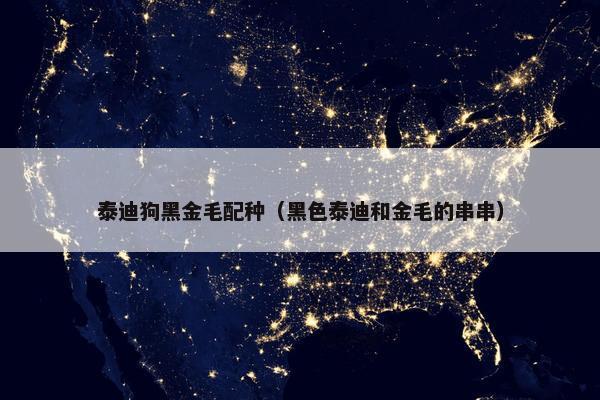泰迪狗黑金毛配种（黑色泰迪和金毛的串串）