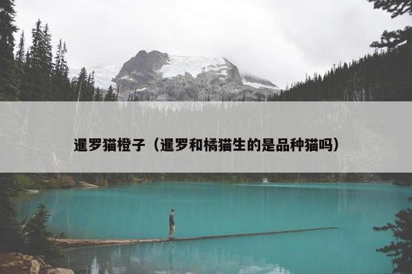 暹罗猫橙子（暹罗和橘猫生的是品种猫吗）