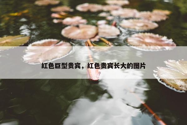 红色巨型贵宾，红色贵宾长大的图片