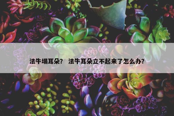 法牛塌耳朵？ 法牛耳朵立不起来了怎么办？