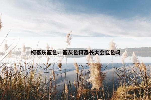 柯基灰蓝色，蓝灰色柯基长大会变色吗