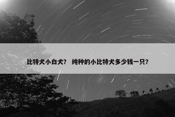 比特犬小白犬？ 纯种的小比特犬多少钱一只？